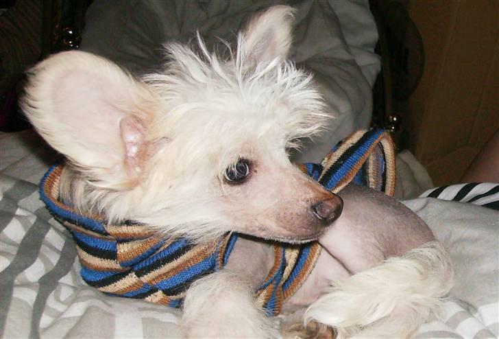 Chinese crested hårløs Cappuccino - Er jeg ikke sød ? billede 9
