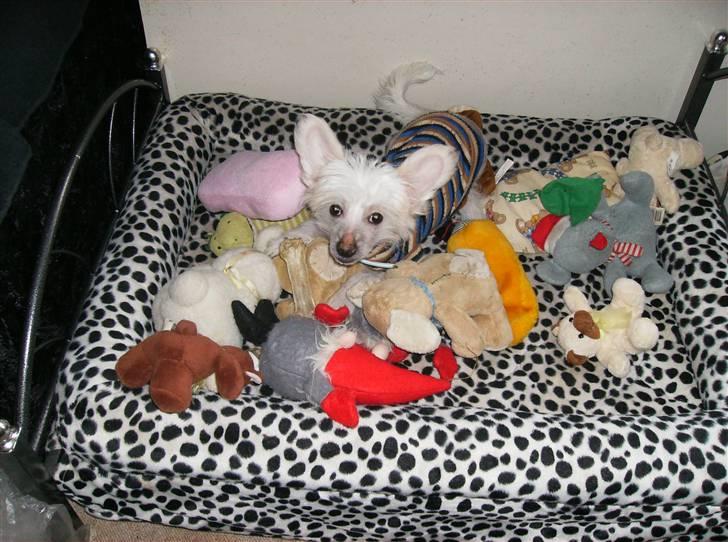 Chinese crested hårløs Cappuccino - Kan I finde mig mellem legesagerne ?? billede 10