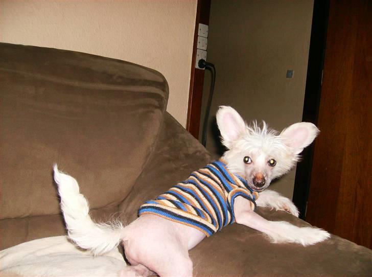 Chinese crested hårløs Cappuccino - Advarsel - jeg er lige i det frække humør !! billede 11