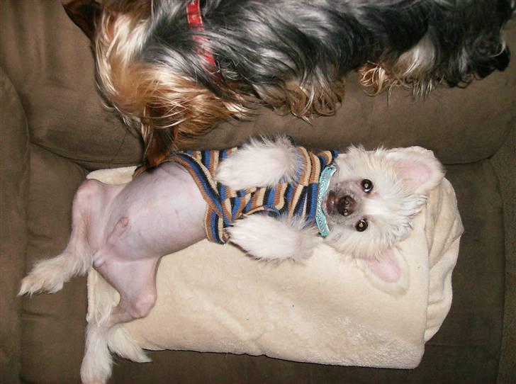 Chinese crested hårløs Cappuccino - Se lige hvor god jeg er til at gøre mig til - smiler billede 12