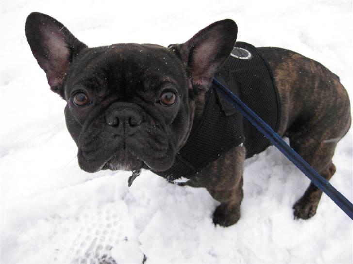 Fransk bulldog Viola billede 1