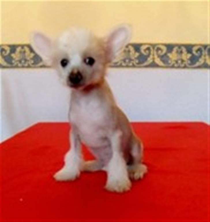 Chinese crested hårløs Cappuccino - Er jeg ikke bare kær ? Min mor kunne ikke stå for mig. billede 13