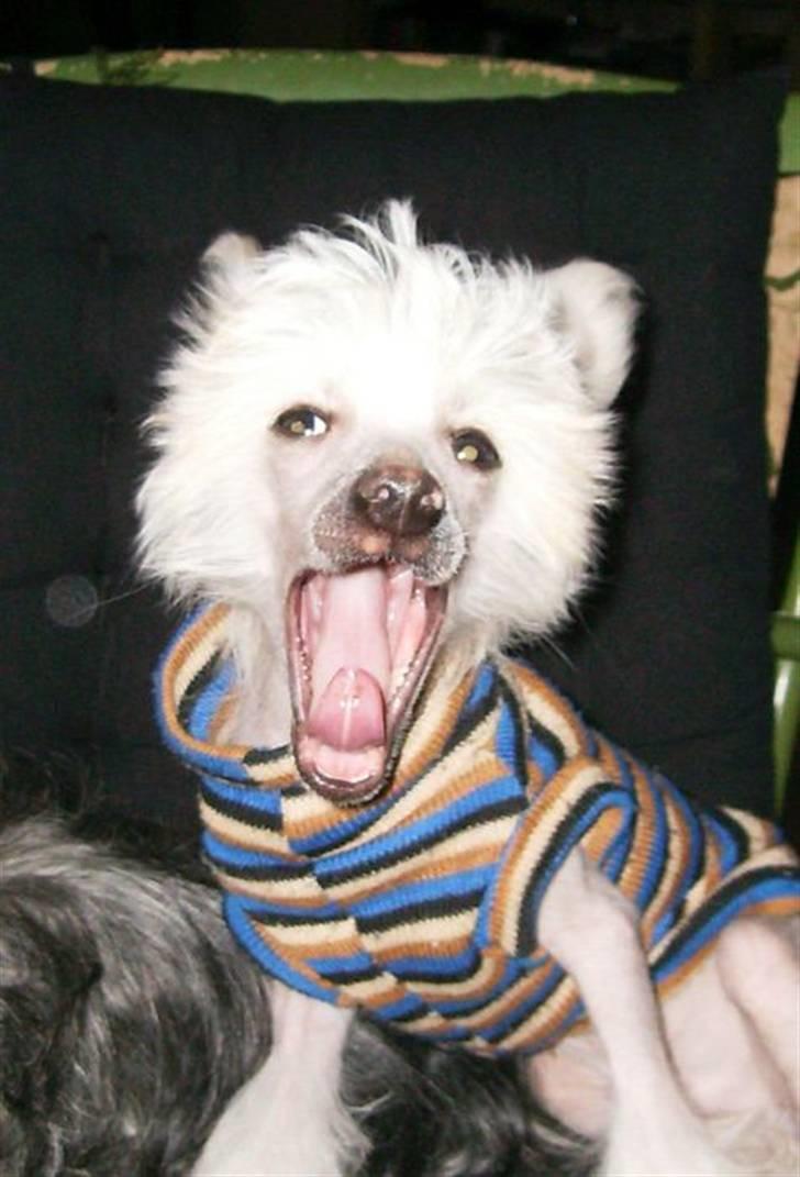 Chinese crested hårløs Cappuccino - Jeg er bare god til at synge - nå ja okey, jeg gaber bare... billede 14