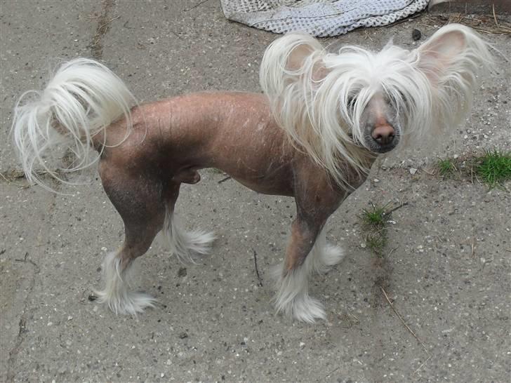 Chinese crested hårløs Cappuccino - Morgen-hygge i mor´s seng billede 15