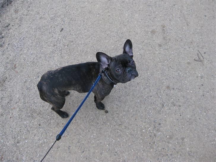 Fransk bulldog Viola billede 2