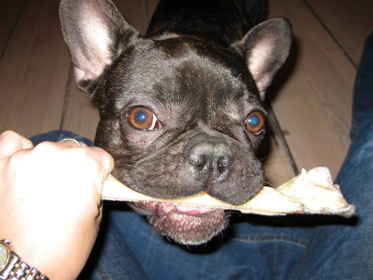 Fransk bulldog Viola billede 3