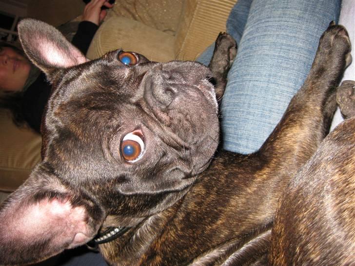 Fransk bulldog Viola billede 4