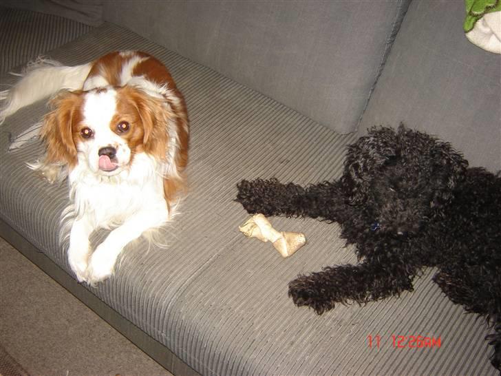 Cavalier king charles spaniel Balou - Hygger med min bedste ven Baltazar. billede 1
