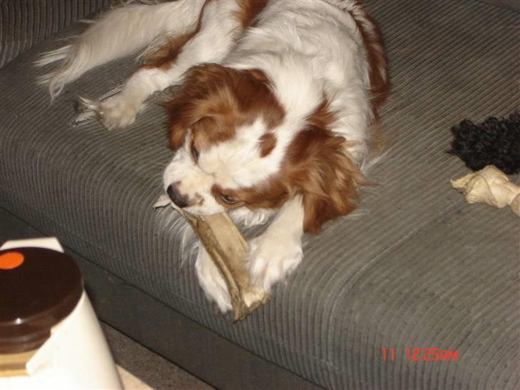 Cavalier king charles spaniel Balou billede 2