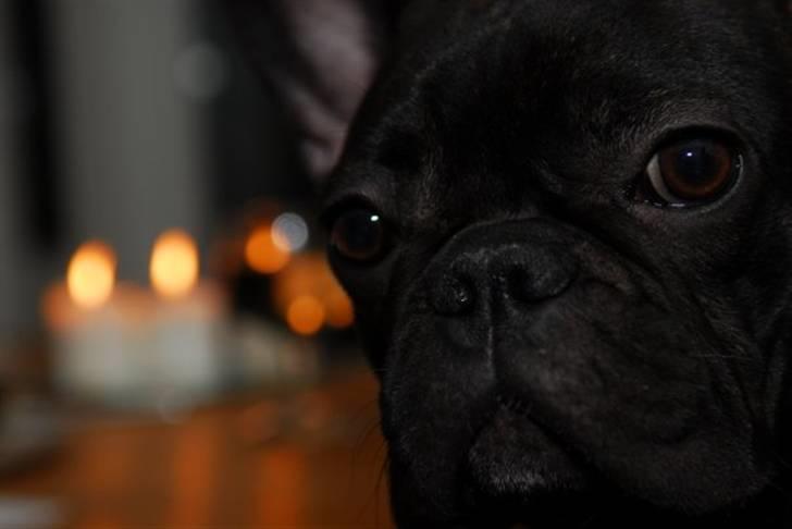 Fransk bulldog Viola billede 5