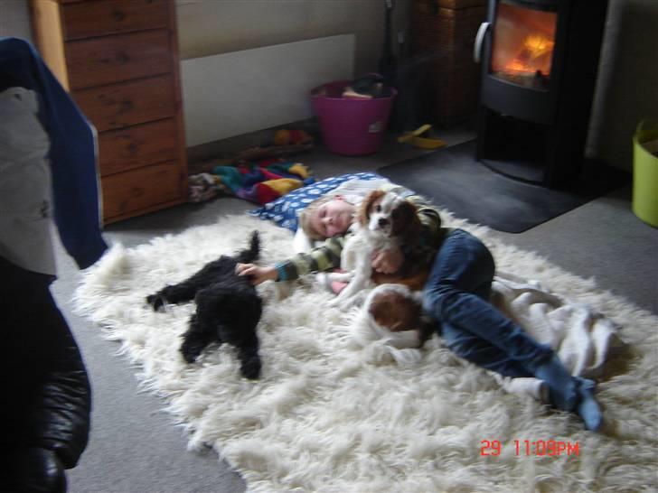 Cavalier king charles spaniel Balou billede 3
