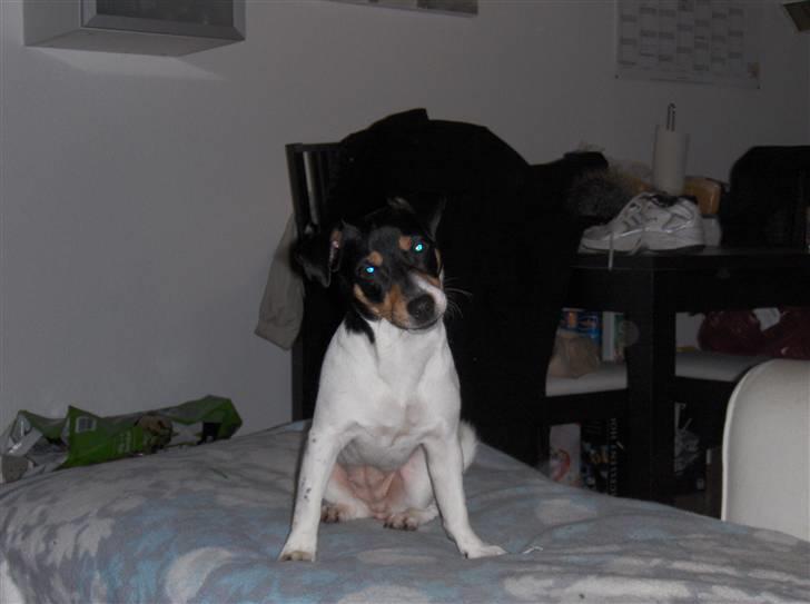 Jack russell terrier Sophie billede 15