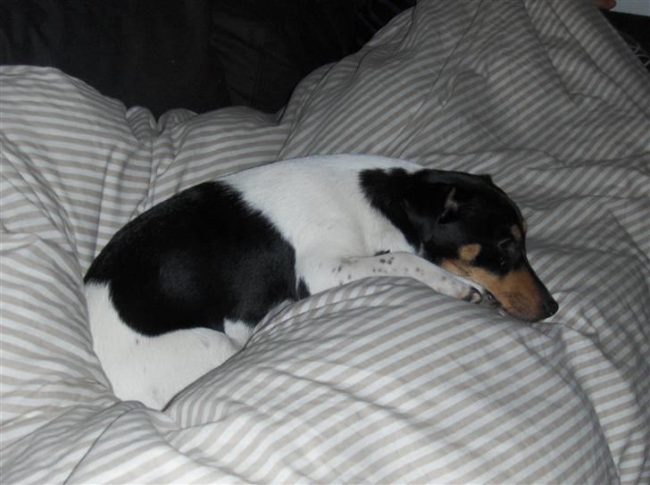 Jack russell terrier Sophie billede 16