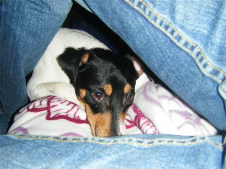 Jack russell terrier Sophie billede 17