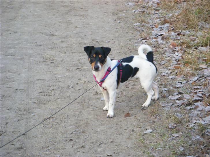 Jack russell terrier Sophie billede 18