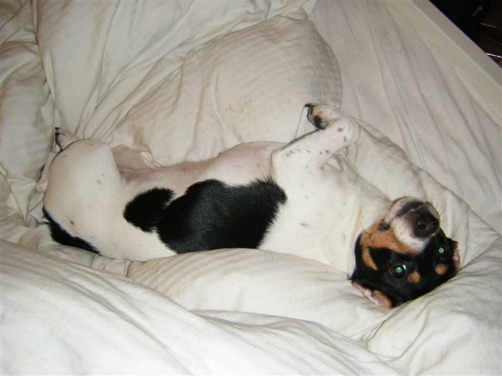 Jack russell terrier Sophie billede 19