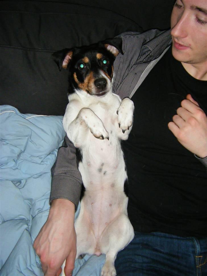 Jack russell terrier Sophie - Jeg er for lækker... billede 20