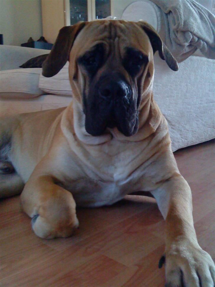 Boerboel .ZERO billede 15