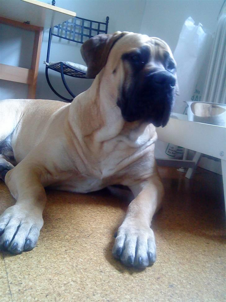 Boerboel .ZERO billede 16