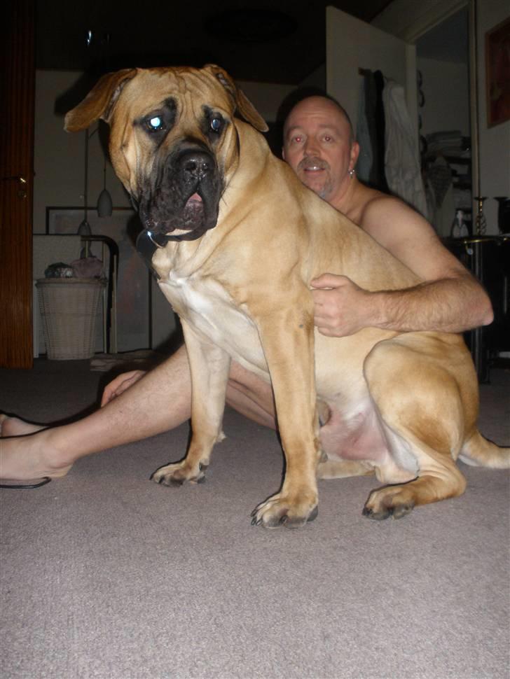 Boerboel .ZERO billede 17