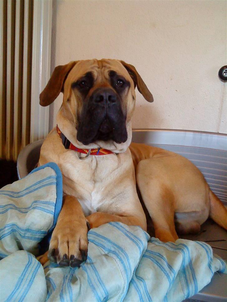 Boerboel .ZERO billede 18