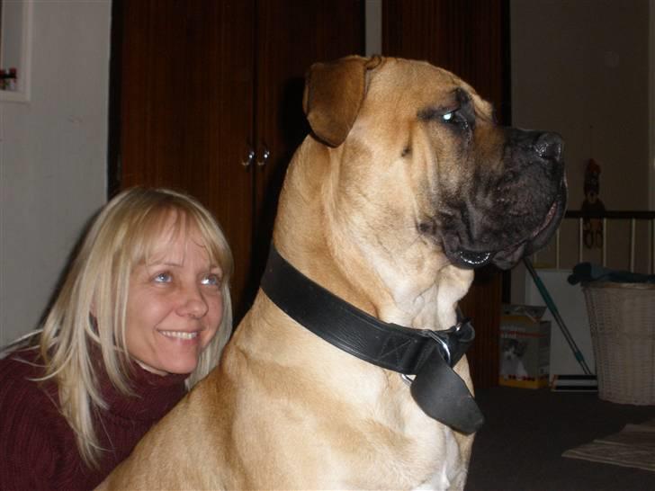 Boerboel .ZERO billede 19