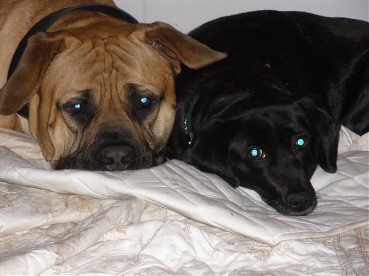 Boerboel .ZERO billede 20