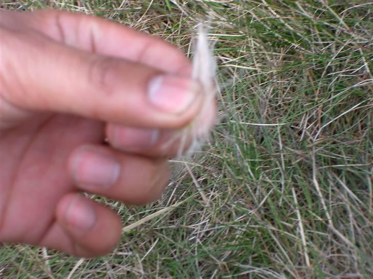 Langhåret hønsehund Freja - lidt hår fra en hjort billede 10