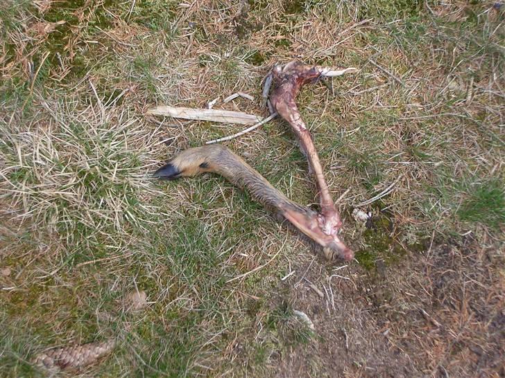 Langhåret hønsehund Freja - freja fandt et ben fra en hjort billede 11