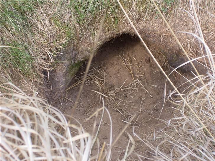 Langhåret hønsehund Freja - På rævejagt, mon ræven kommer ud? Hm... billede 12