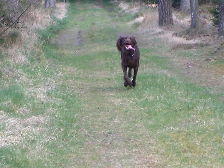 Langhåret hønsehund Freja - freja på jagt billede 13