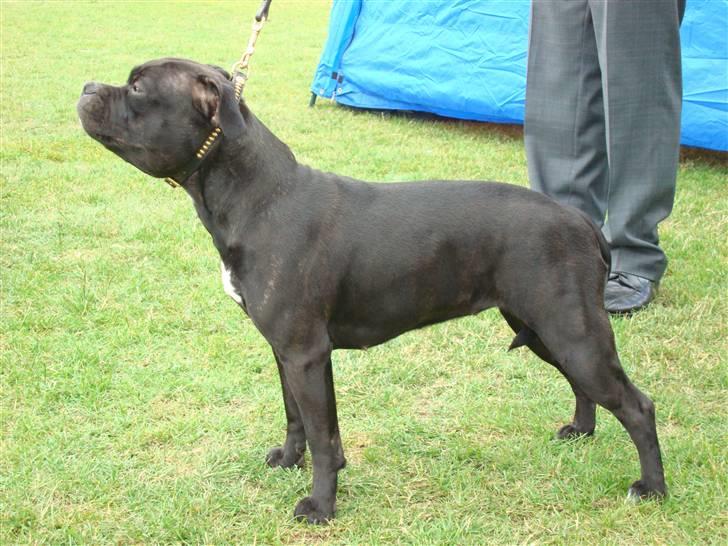 Staffordshire bull terrier Ebony billede 2