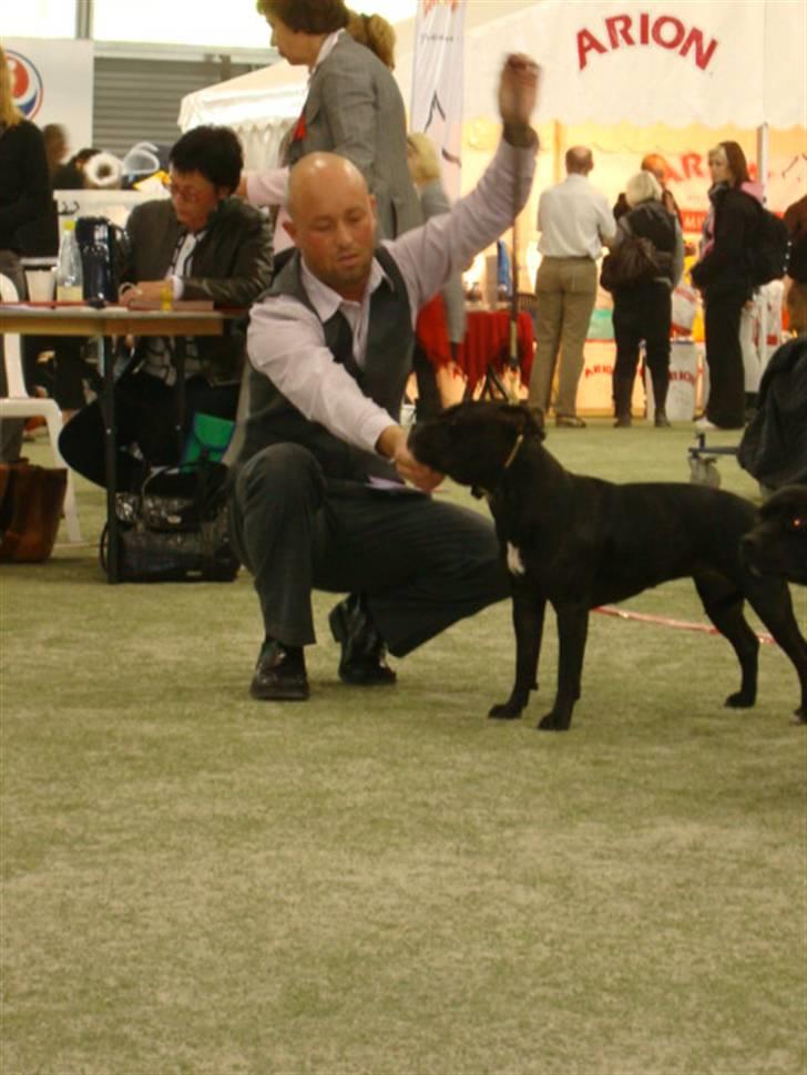 Staffordshire bull terrier Ebony billede 3