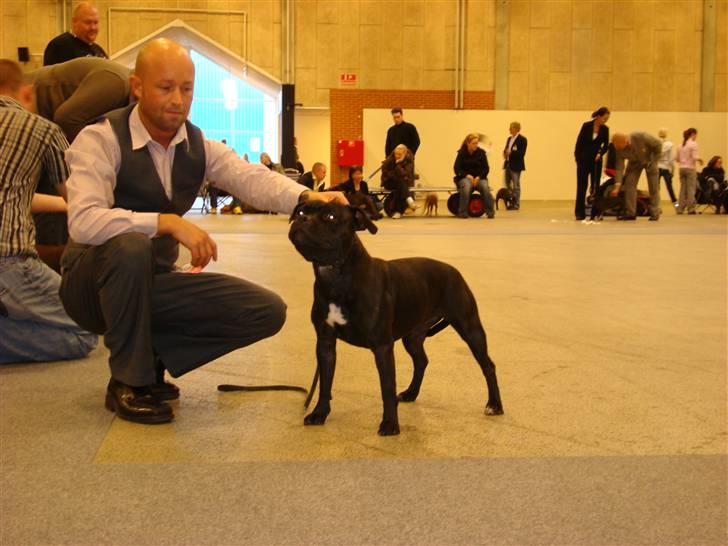 Staffordshire bull terrier Ebony billede 4