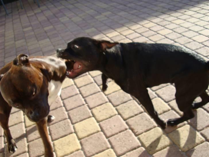 Staffordshire bull terrier Ebony billede 5