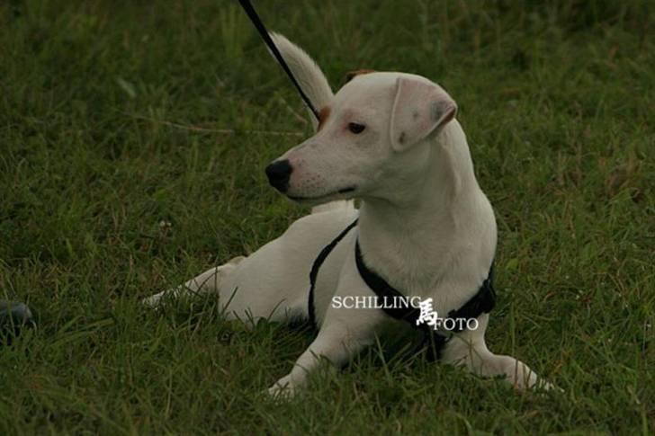 Jack russell terrier lille lindholds Laban - model billed fotograf : prof billede 12