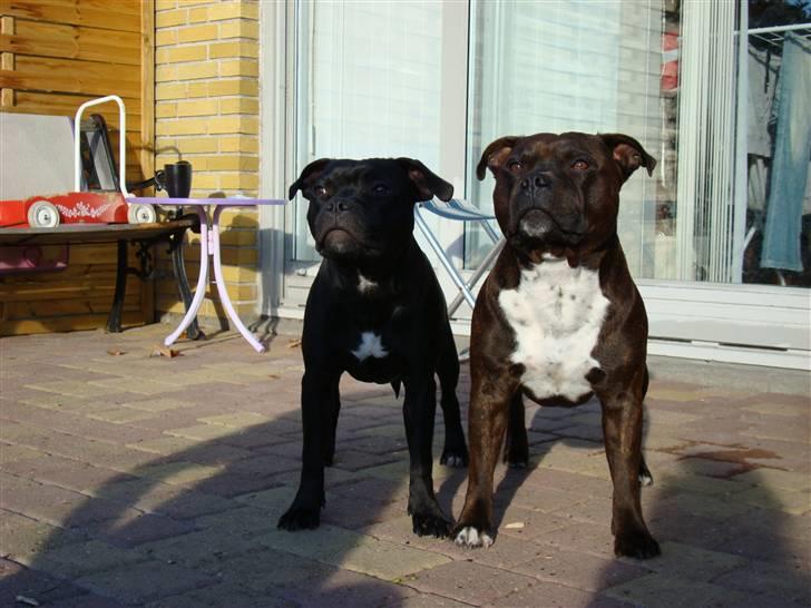 Staffordshire bull terrier Ebony billede 6