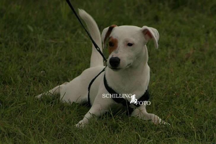Jack russell terrier lille lindholds Laban - model billed fotograf : prof billede 13