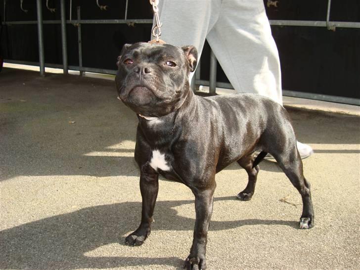 Staffordshire bull terrier Ebony billede 7