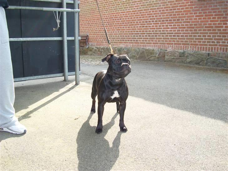 Staffordshire bull terrier Ebony billede 8