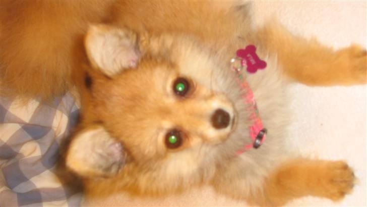 Blanding af racer Nala - ..  billede 1