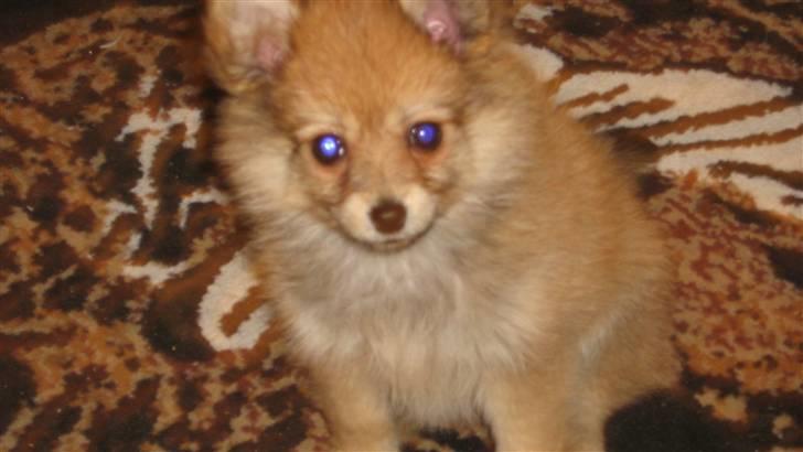 Blanding af racer Nala billede 2