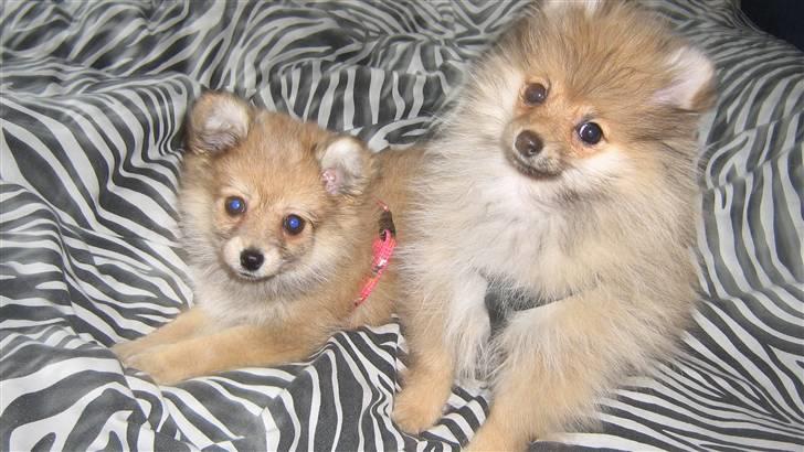 Blanding af racer Nala - det er mig og min lille kæreste ,, (:  billede 3