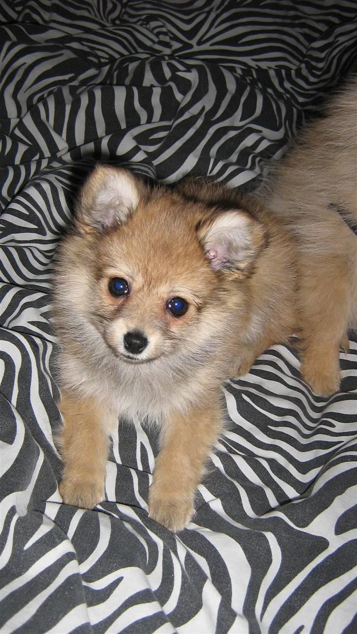 Blanding af racer Nala billede 4