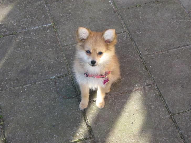 Blanding af racer Nala - er jeg ikke bare kær..  billede 5