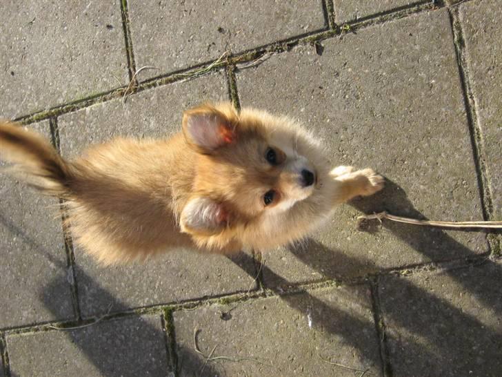 Blanding af racer Nala billede 6