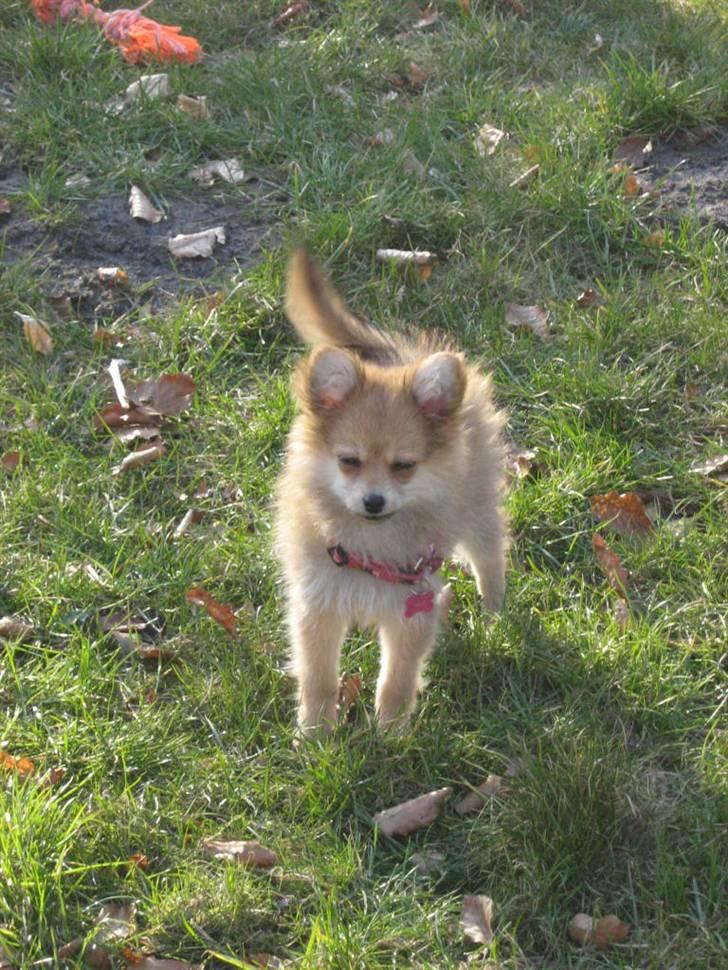 Blanding af racer Nala billede 7