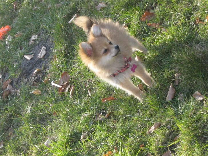 Blanding af racer Nala - jeg er sååå stoor en hund,, ;D  billede 8