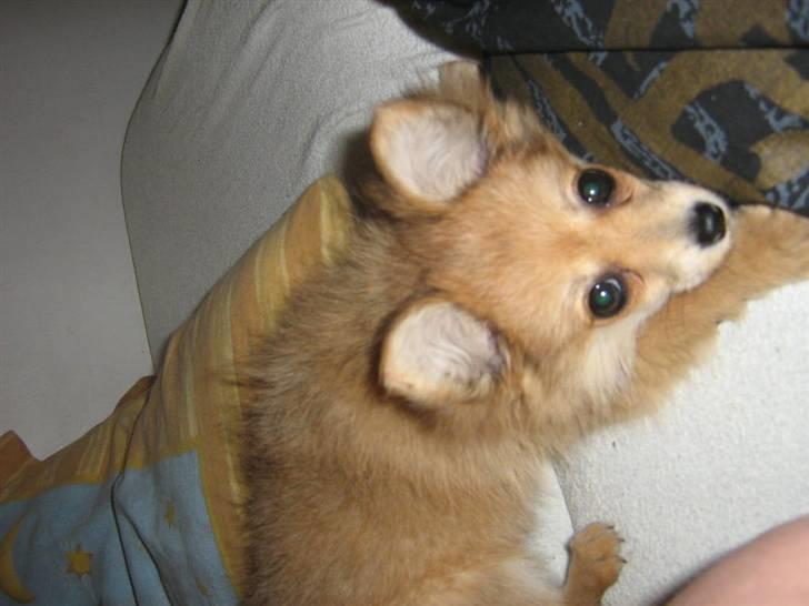 Blanding af racer Nala billede 9