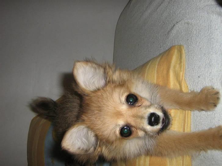 Blanding af racer Nala billede 10